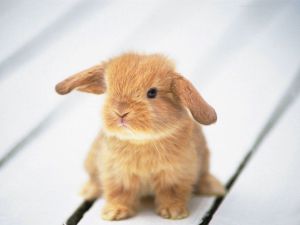 animal_119